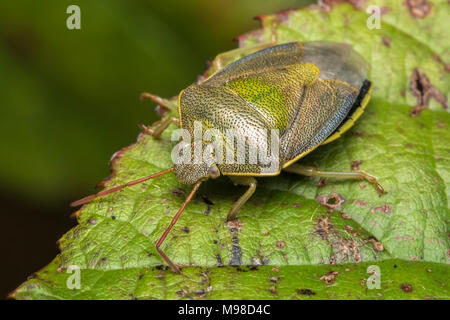 L'ajonc Shieldbug (Piezodorus lituratus) reposant sur une feuille de mûrier.Tipperary, Irlande Banque D'Images