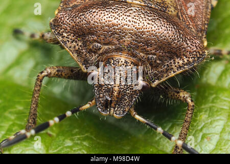 La photo en gros plan de Dolycoris baccarum (Shieldbug poilue) reposant sur bramble feuille et montrant la tête et pronotum détail. Tipperary, Irlande Banque D'Images