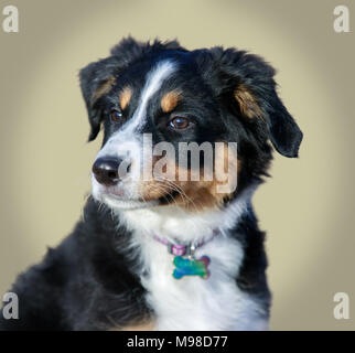 Berger Australien miniature (American Shepherd) Femelle chiot headshot. Banque D'Images