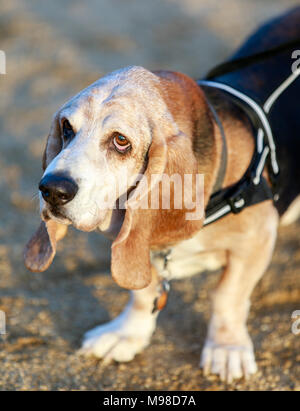 Basset Hound mâle adulte, close-up Banque D'Images