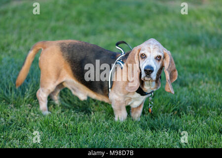 Basset Hound mâle adulte, portrait Banque D'Images