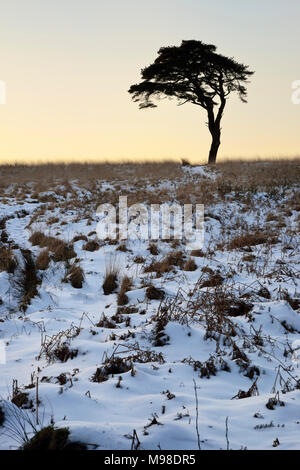 Le pin d'arbre dans la neige de Waldegrave Piscine, collines de Mendip, Somerset Banque D'Images