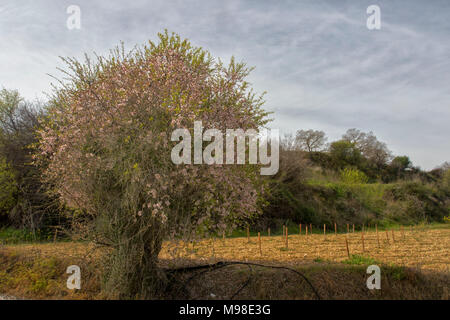 Amande amère en fleurs (blanches) sur l'arbre à soleil du printemps, district de Paphos, Chypre, l'île méditerranéenne, Europe Banque D'Images