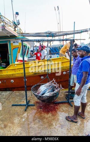 Thon fraîchement pêché en vente la pesée par les pêcheurs locaux à quai marché au poisson dans le port de Weligama, côte sud du Sri Lanka Banque D'Images