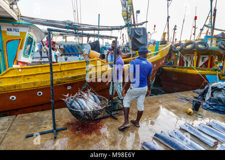 Thon fraîchement pêché en vente la pesée par les pêcheurs locaux à quai marché au poisson dans le port de Weligama, côte sud du Sri Lanka Banque D'Images