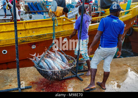 Thon fraîchement pêché en vente la pesée par les pêcheurs locaux à quai marché au poisson dans le port de Weligama, côte sud du Sri Lanka Banque D'Images