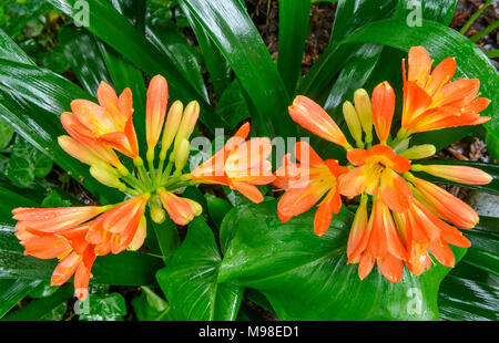 Clivia, Amaryllidaceae, Kaffir Lily, Cypress Garden, Mill Valley, Californie Banque D'Images