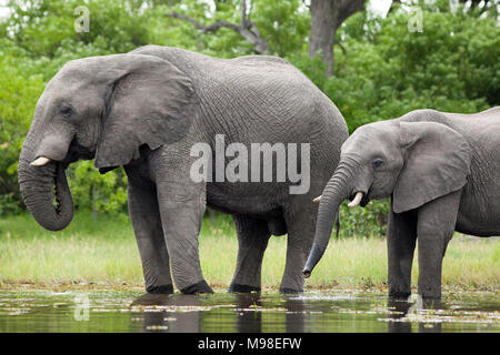 Les éléphants d'Afrique (Loxodonta africana). Deux d'âges différents d'une rivière potable à l'aide de trunks. Animal sur la gauche a tusk fin mettre en garde et de brisures, pos Banque D'Images