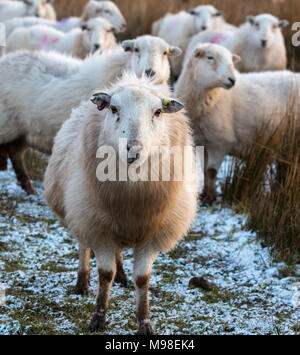 Moutons Herdwick à Noth Pays de Galles en hiver au coucher du soleil. Les moutons ont une teinte orange en raison d'un coucher de soleil. Les moutons sont dues à l'agneau bientôt. Banque D'Images