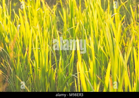 Beau vert lumineux Carex un jour d'été Banque D'Images