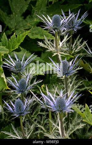 Des grappes de chardons pourpres (Onopordum acanthium) l'emblème national écossais. Banque D'Images