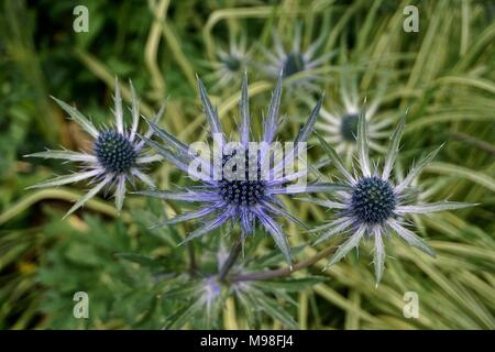 Des grappes de chardons pourpres (Onopordum acanthium) l'emblème national écossais. Banque D'Images