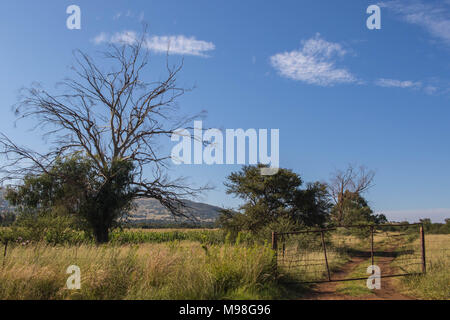 Paysage avec une vieille ferme rustique et un chemin menant à travers un champ d'herbe passé un gros arbre sec image avec l'espace de copie au format paysage Banque D'Images