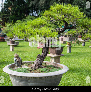 Forme d'art japonais à l'aide d'arbres, Bonsaï, sur le fond d'or Banque D'Images