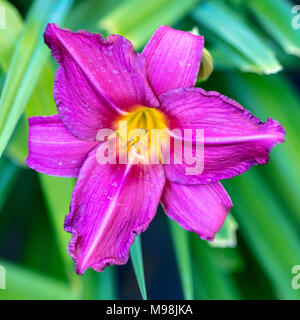 'Summer Wine' hémérocalle, Daglilja (Hemerocallis) Banque D'Images