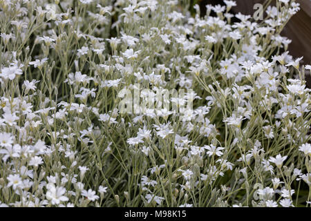 La neige en été, Silverarv (Cerastium tomentosum) Banque D'Images