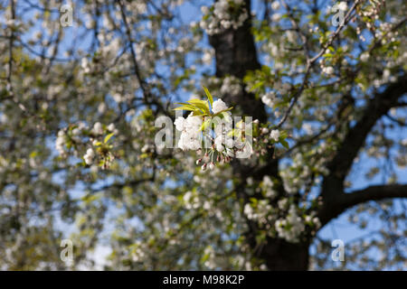 Plena' 'Fylldblommigt fågelbär Double gean, (Prunus avium) Banque D'Images