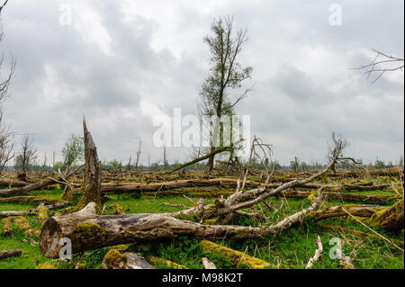 Les arbres tombés, envahies par la mousse, contre un ciel couvert, dans la réserve naturelle Oostvaardersplassen néerlandais. Banque D'Images