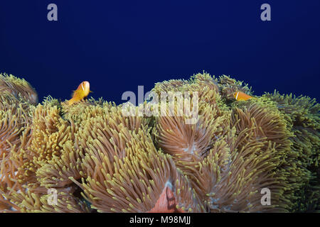 Les Maldives poisson clown (Amphiprion nigripes) nage plus grande belle anemone Banque D'Images