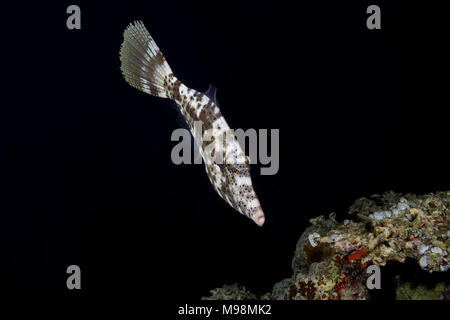Des Balistes (Aluterus scriptus griffonné) nage près de récifs coralliens dans la nuit Banque D'Images