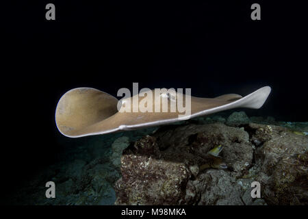 Whipray rose (Himantura fai) nager sur récif dans la nuit Banque D'Images