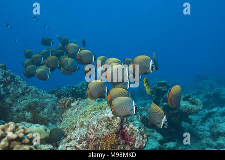 L'École des papillons pakistanais ou Redtail médiocre (Chaetodon collare) nager sur coral reef Banque D'Images