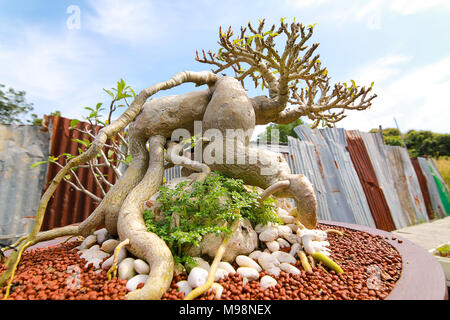 Close up azalea de bonsai. Banque D'Images