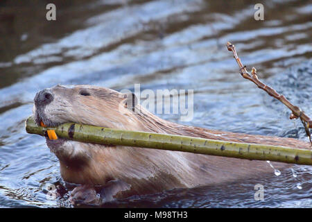 Un sauvage castor (Castor canadensis), le décollage d'une branche d'arbre qu'il va avoir pour le déjeuner hors de l'eau de sa digue près de Hinton en Alberta peuvent Banque D'Images