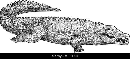 Saltwater crocodile illustration, dessin, gravure, encre, dessin au trait, vector Illustration de Vecteur