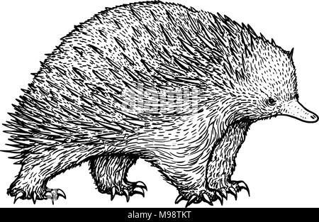 Echidna illustration, dessin, gravure, encre, dessin au trait, vector Illustration de Vecteur