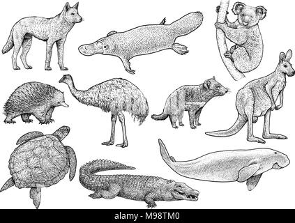 Collection d'animaux australiens illustration, dessin, gravure, encre, dessin au trait, vector Illustration de Vecteur