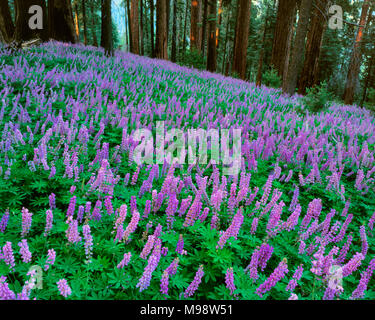 Blue Lupin, Lupinus angustifolius, Redwood Mountain, Kings Canyon National Park, Californie Banque D'Images