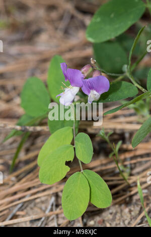 Le violet de chien occidental pousse près du sol dans le parc national de Sequoia. Banque D'Images