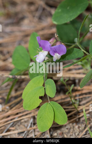 Le violet de chien occidental pousse près du sol dans le parc national de Sequoia. Banque D'Images