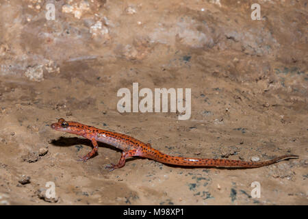 Queue de salamandre tachetée (Eurycea lucifuga grotte) Banque D'Images