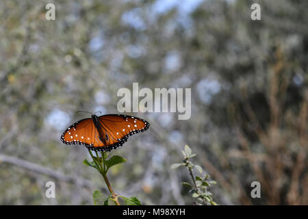 Orange et noir papillon danaus gilippus queen en vue horizontale Banque D'Images