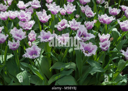 Masse de tulipes violet et blanc Banque D'Images