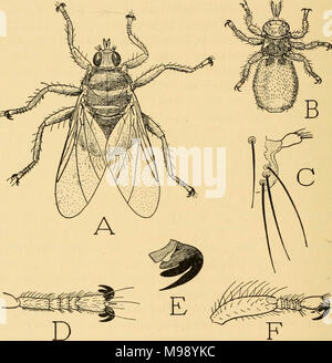 'Smithsonian collections diverses' (1862) Banque D'Images