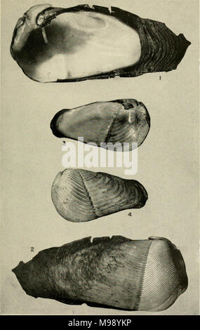 'Smithsonian collections diverses' (1862) Banque D'Images