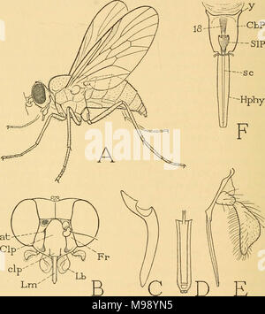 'Smithsonian collections diverses' (1862) Banque D'Images