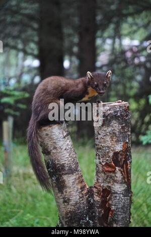 European martre des pins (Martes martes), vu dans une forêt dans les Highlands d'Ecosse, appartient à la famille des indridae. Banque D'Images