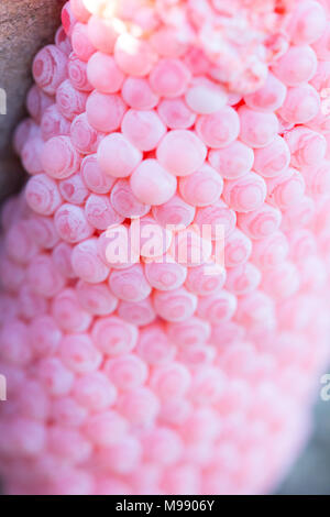 Oeufs dans l'étang snail Banque D'Images