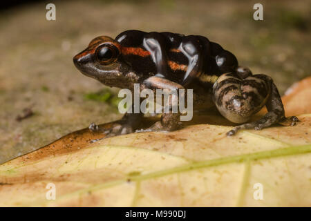 Un mâle los Tayos grenouille rocket (Hyloxalus nexipus) portant son têtards sur son dos. Les soins parentaux est typique de la famille des Dendrobatidae de grenouilles. Banque D'Images