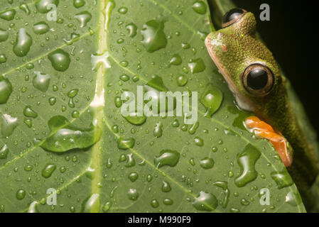 Agalychnis hulli une grenouille d'arbre rare connue par un petit nombre d'emplacements dans l'Equateur et le Pérou. Étroitement liée à la beaucoup plus les yeux rouges grenouille d'arbre. Banque D'Images