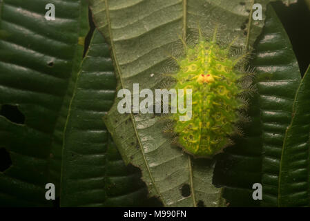 Une limace de picotement de la famille Limacodidae Caterpillar qui a été trouvé dans la jungle tropicale au Pérou. Banque D'Images