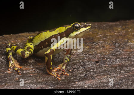 Un mâle Atelopus pulcher, gravement menacée d'un crapaud stubfoot endémique au Pérou. Cette espèce est en danger de disparition et les populations ont diminué. Banque D'Images