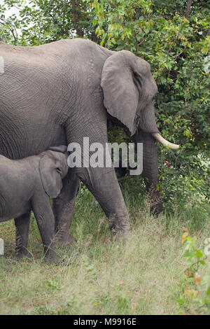 L'éléphant africain (Loxodonta africana). L'alimentation des veaux et vaches. Adult​ femme mère de veau, la navigation sur la végétation étage inférieur alors que son bébé f nichons Banque D'Images