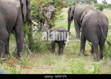 Les éléphants d'Afrique (Loxodonta africana). Mollet ou bébé, essayant de localiser sa propre mère parmi plusieurs autres vaches parcourir l'alimentation. Delta de l'Okavango. Botsw Banque D'Images