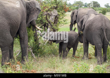 Les éléphants d'Afrique (Loxodonta africana). Mollet ou bébé, essayant de localiser sa propre mère parmi plusieurs autres vaches parcourir l'alimentation. Delta de l'Okavango. Botsw Banque D'Images