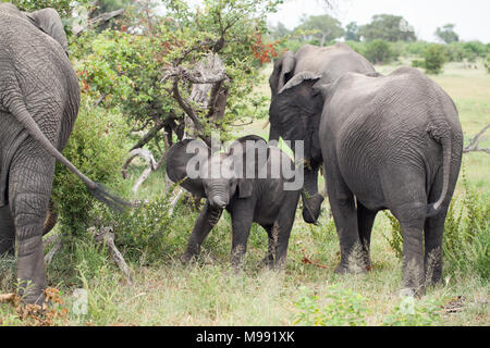 Les éléphants d'Afrique (Loxodonta africana). Mollet ou bébé, essayant de localiser sa propre mère parmi plusieurs autres vaches parcourir l'alimentation. Delta de l'Okavango. Botsw Banque D'Images